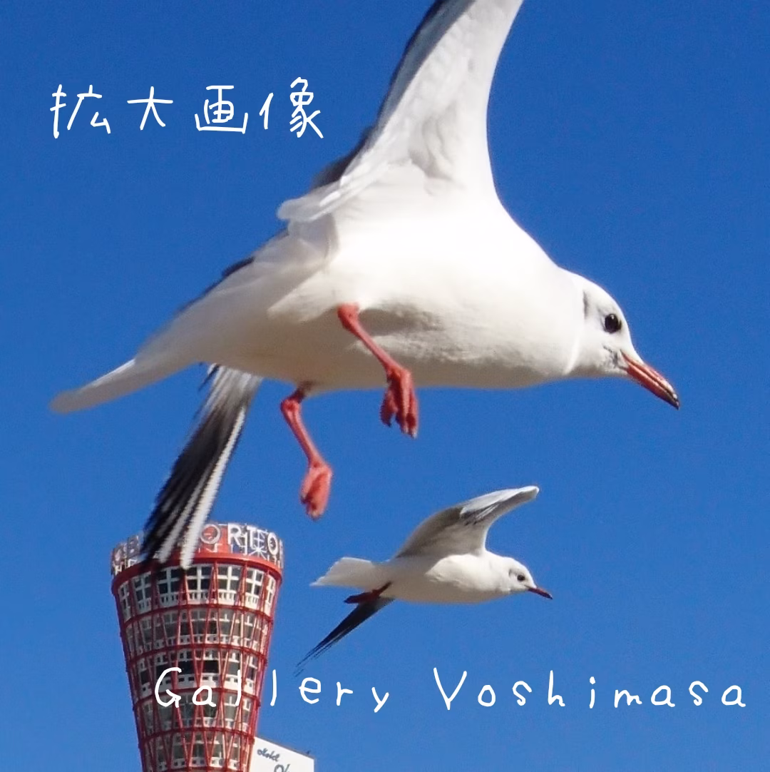 みなと神戸に咲く華 一輪挿し 「ユリカモメ」 A3サイズ写真