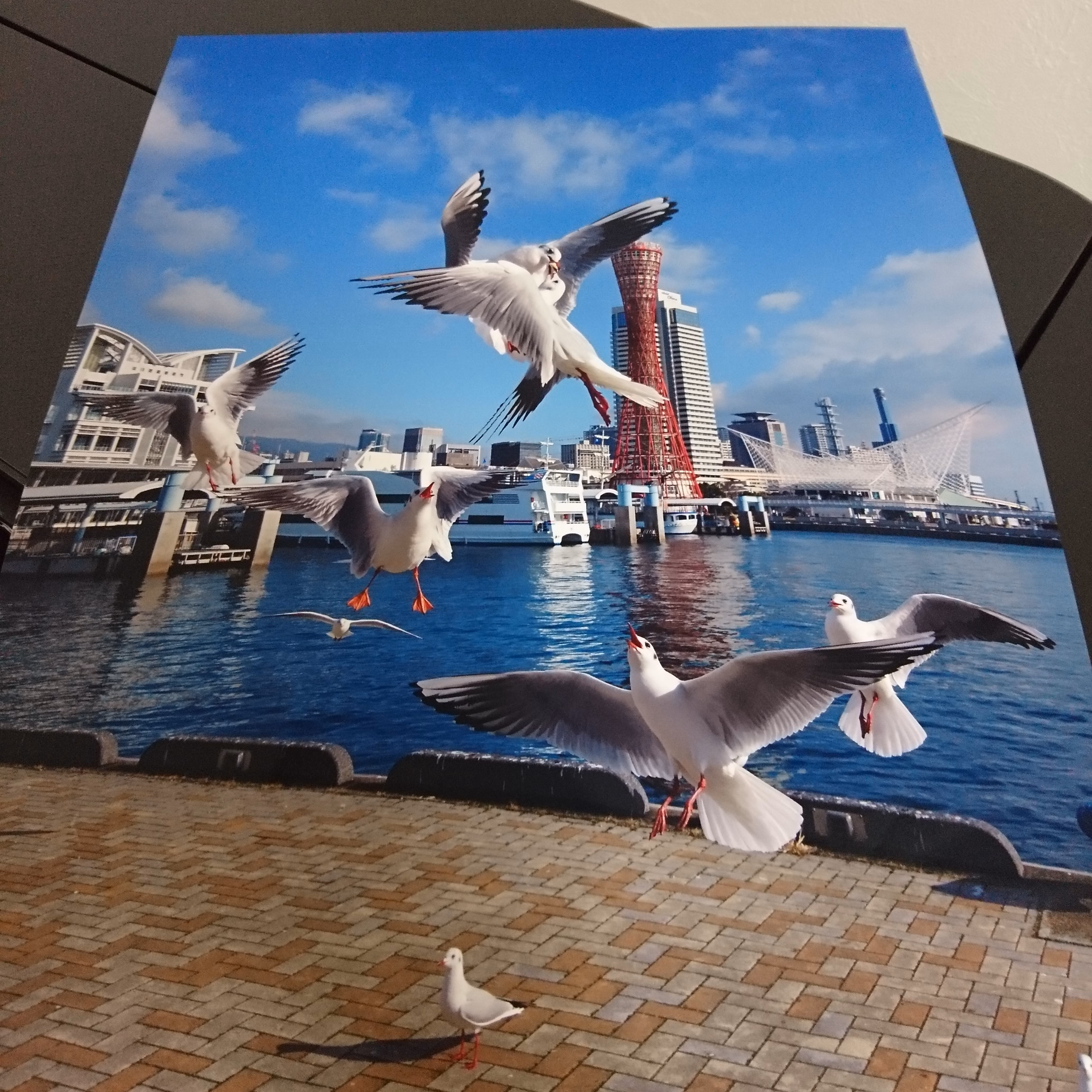 みなと神戸に咲く華 「ユリカモメ」 A3サイズ写真 写真のみ