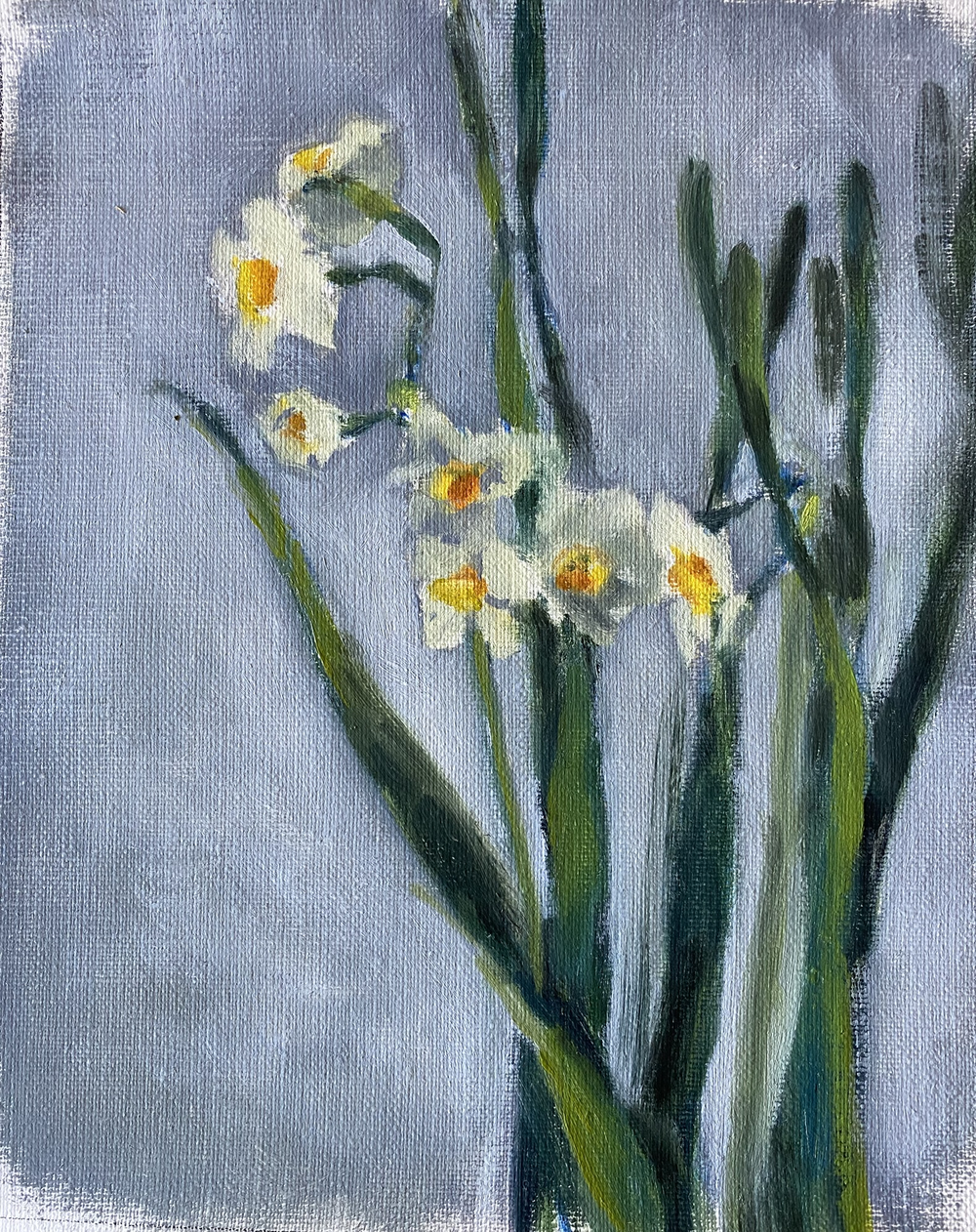 Narcissus