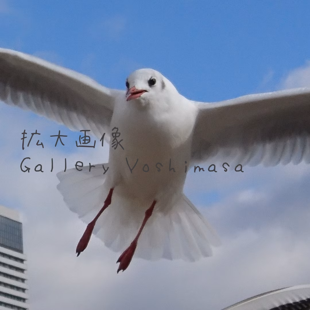 みなと神戸に咲く華 「ユリカモメ」 A3サイズ写真 写真のみ