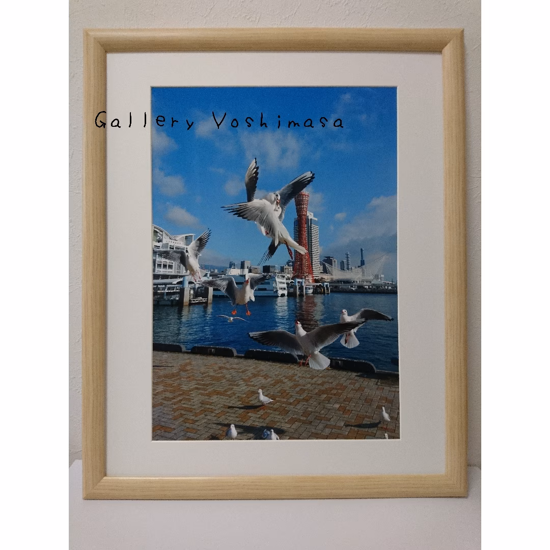 みなと神戸に咲く華 「ユリカモメ」 A3サイズ写真 写真のみ