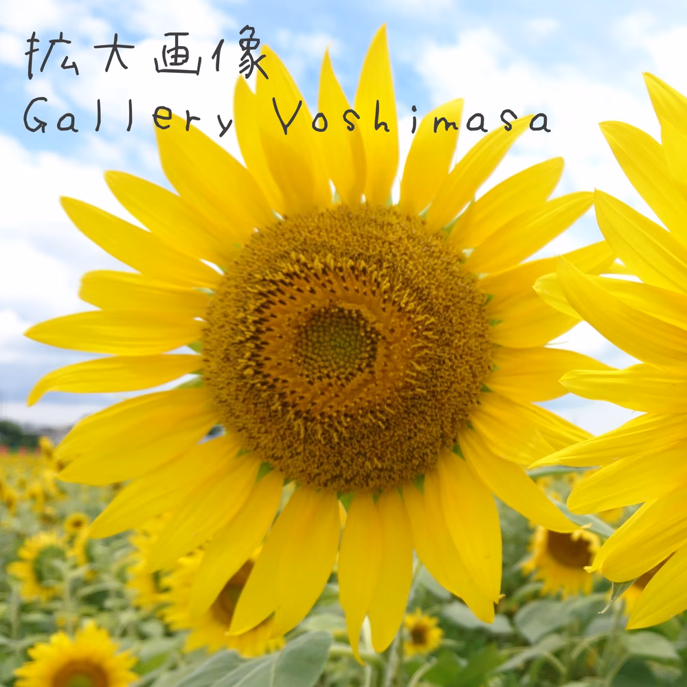 笑顔「ひまわり」A3サイズ光沢写真横 写真のみ