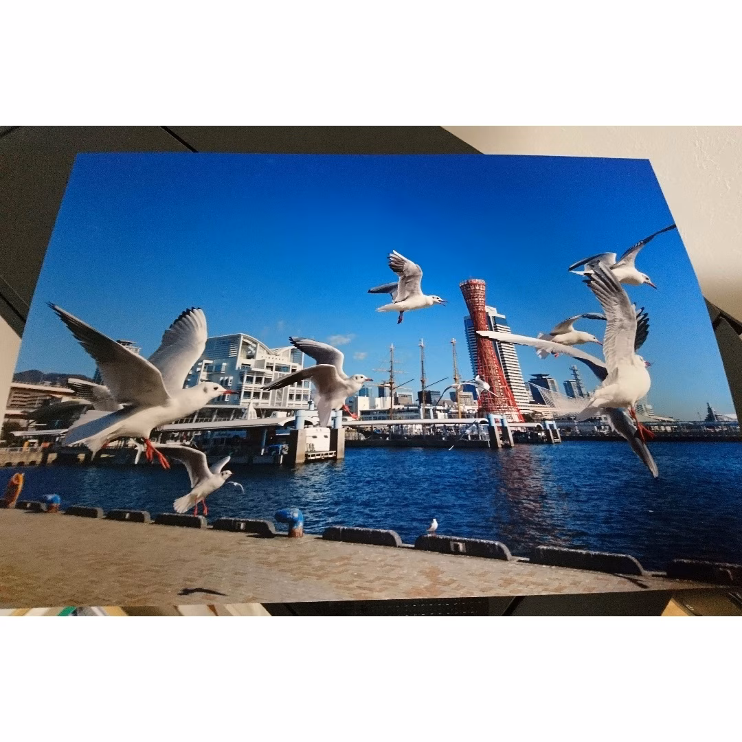 みなと神戸に咲く華 「ユリカモメ」 「カモメのいる暮らし」 