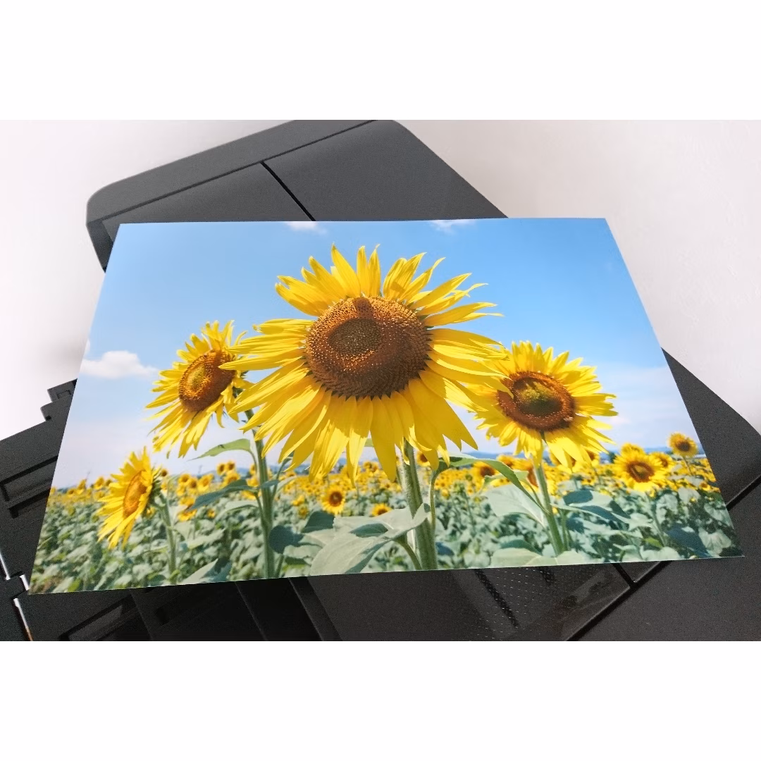 笑顔「ひまわり」A3サイズ光沢写真横 写真のみ 