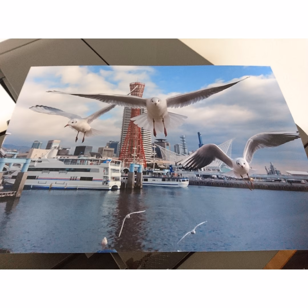 みなと神戸に咲く華 「ユリカモメ」 A3サイズ写真 写真のみ