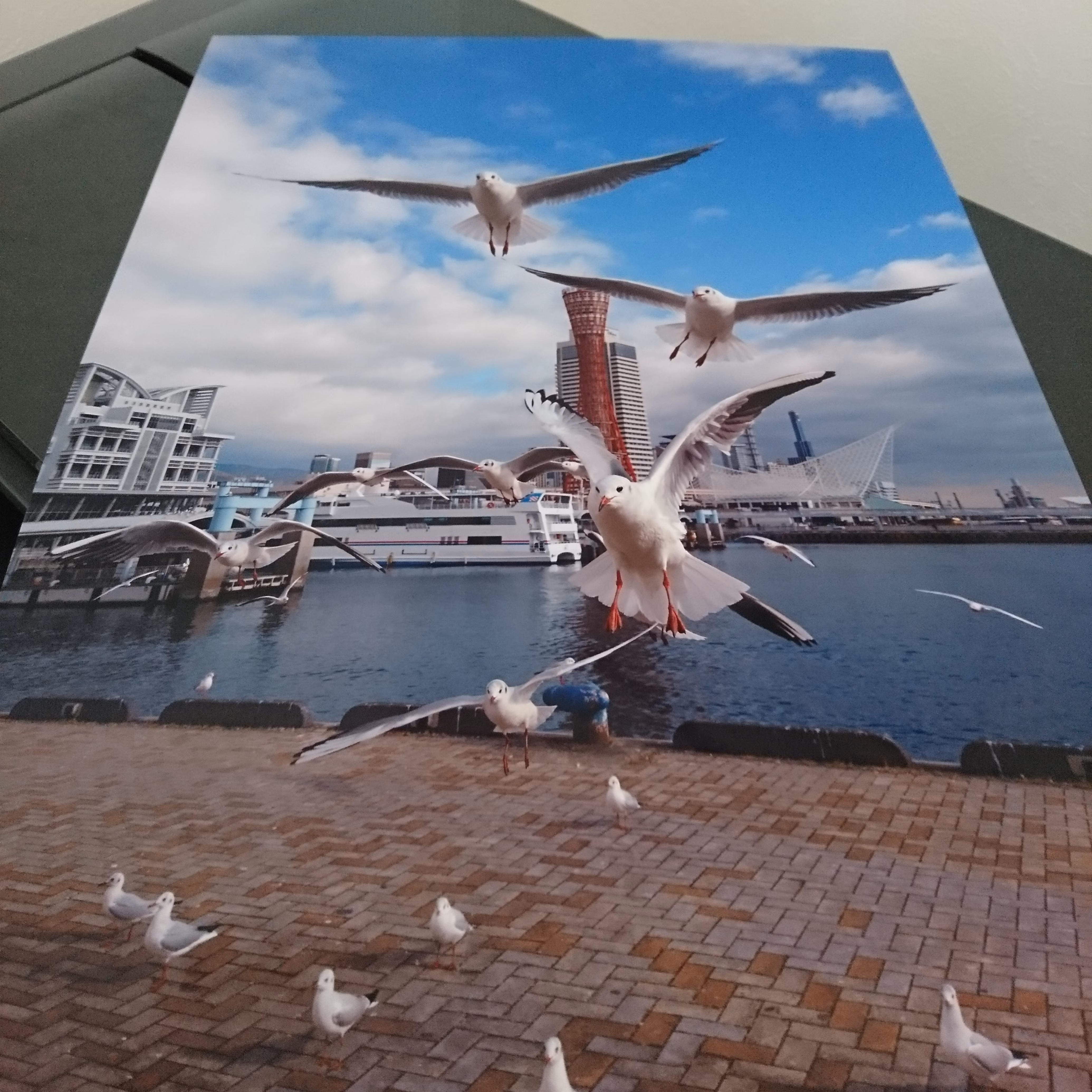 みなと神戸に咲く華 「ユリカモメ」 A3サイズ写真 写真のみ