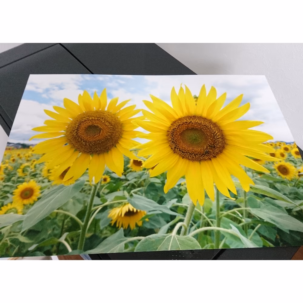 笑顔「ひまわり」A3サイズ光沢写真横 写真のみ