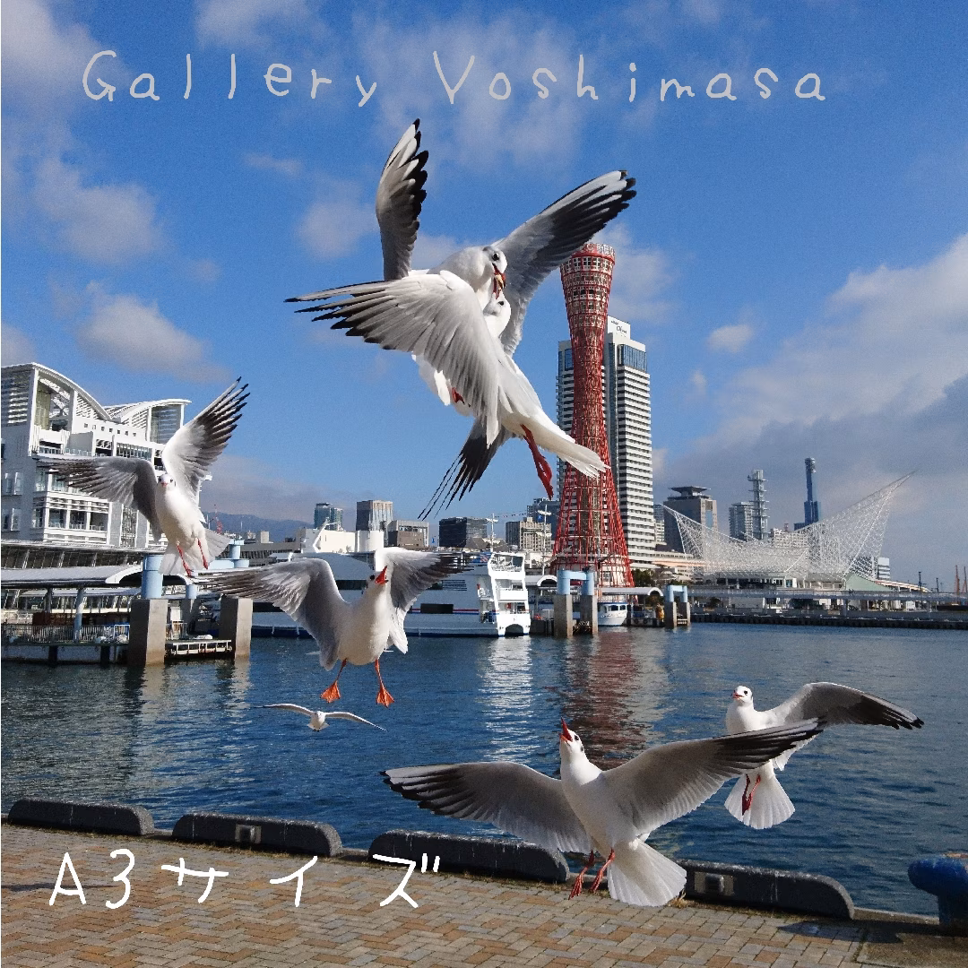 みなと神戸に咲く華 「ユリカモメ」 A3サイズ写真 写真のみ