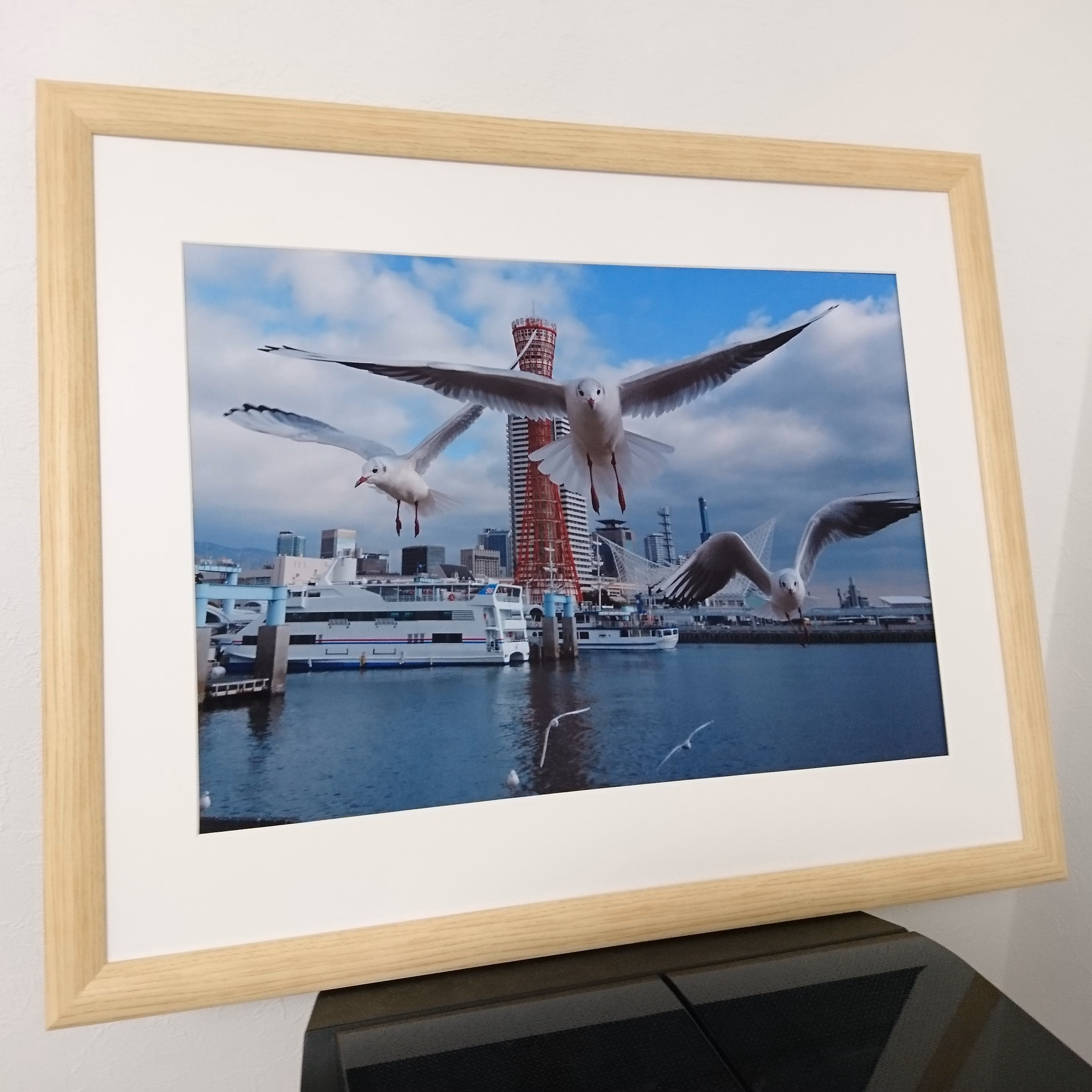 みなと神戸に咲く華 「ユリカモメ」 A3サイズ写真 写真のみ