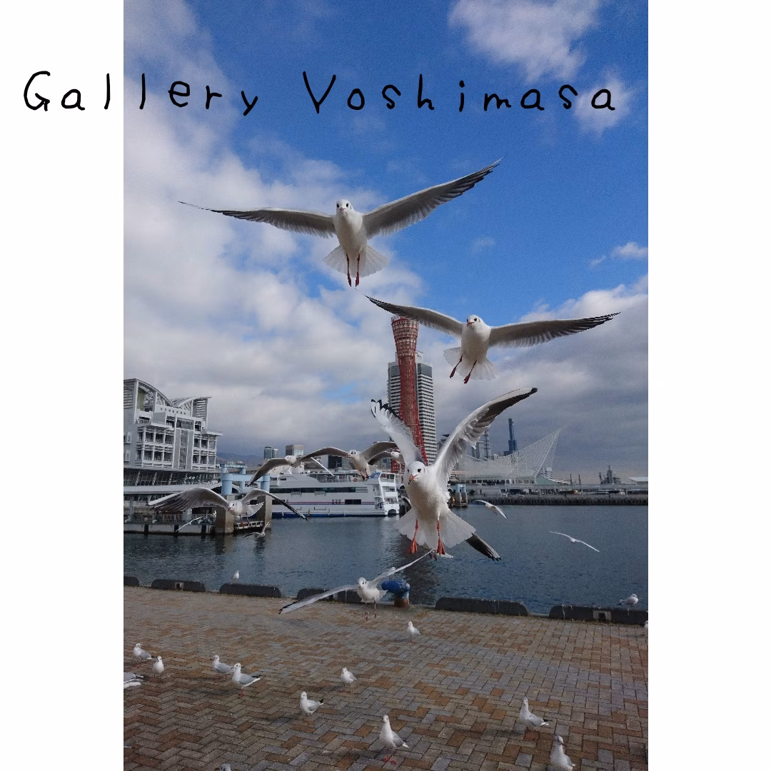 みなと神戸に咲く華 「ユリカモメ」 A3サイズ写真 写真のみ