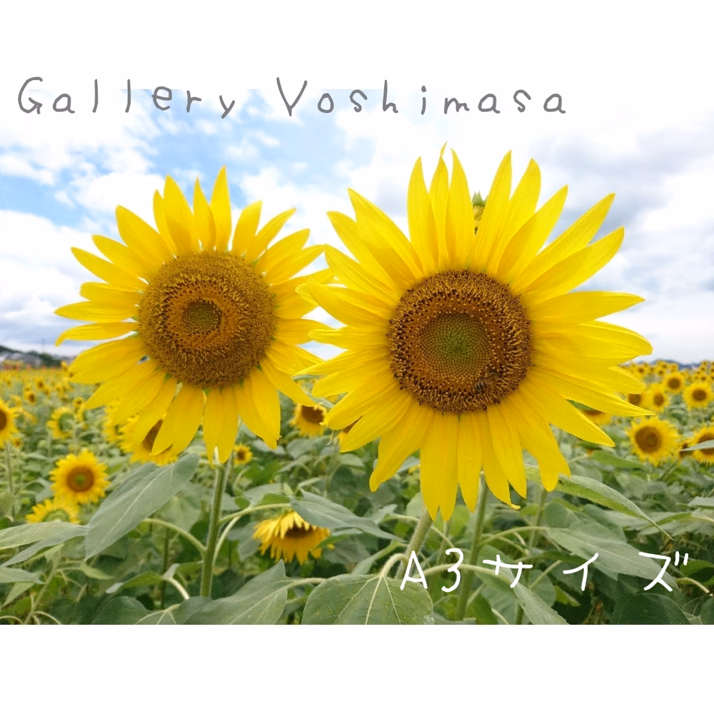 笑顔「ひまわり」A3サイズ光沢写真横 写真のみ