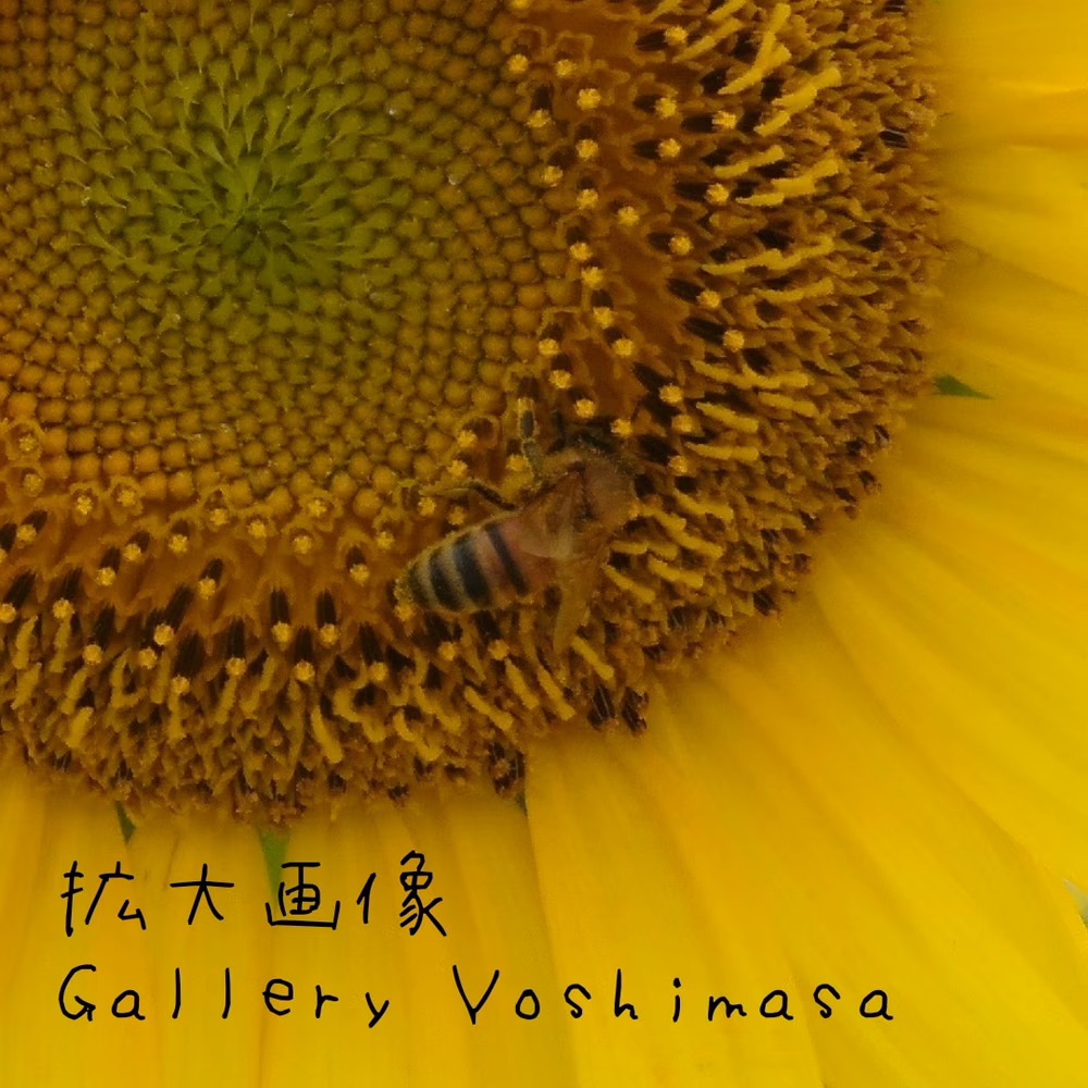 笑顔「ひまわり」A3サイズ光沢写真横 写真のみ