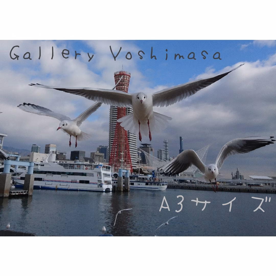 みなと神戸に咲く華 「ユリカモメ」 A3サイズ写真 写真のみ
