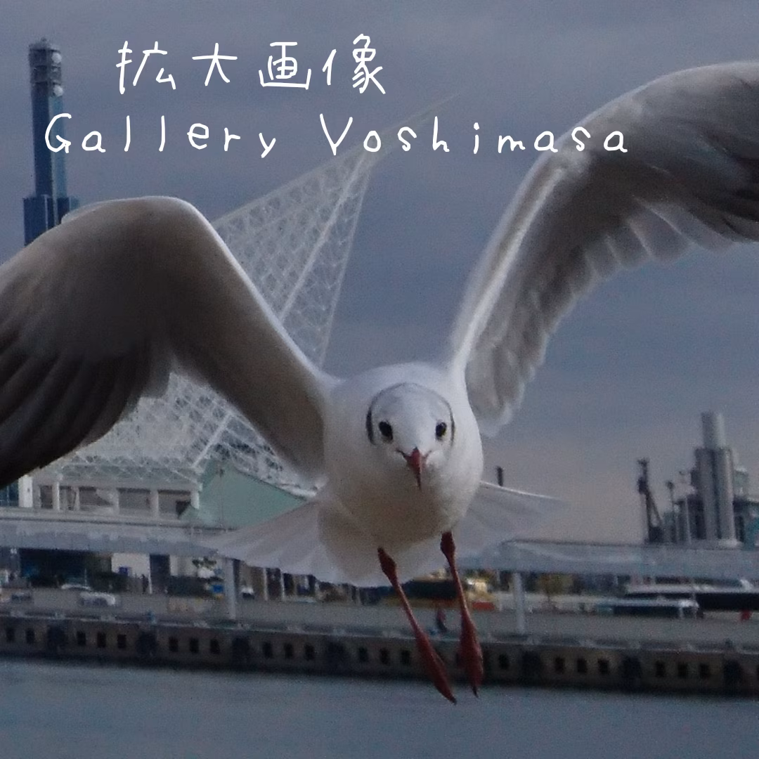 みなと神戸に咲く華 「ユリカモメ」 A3サイズ写真 写真のみ