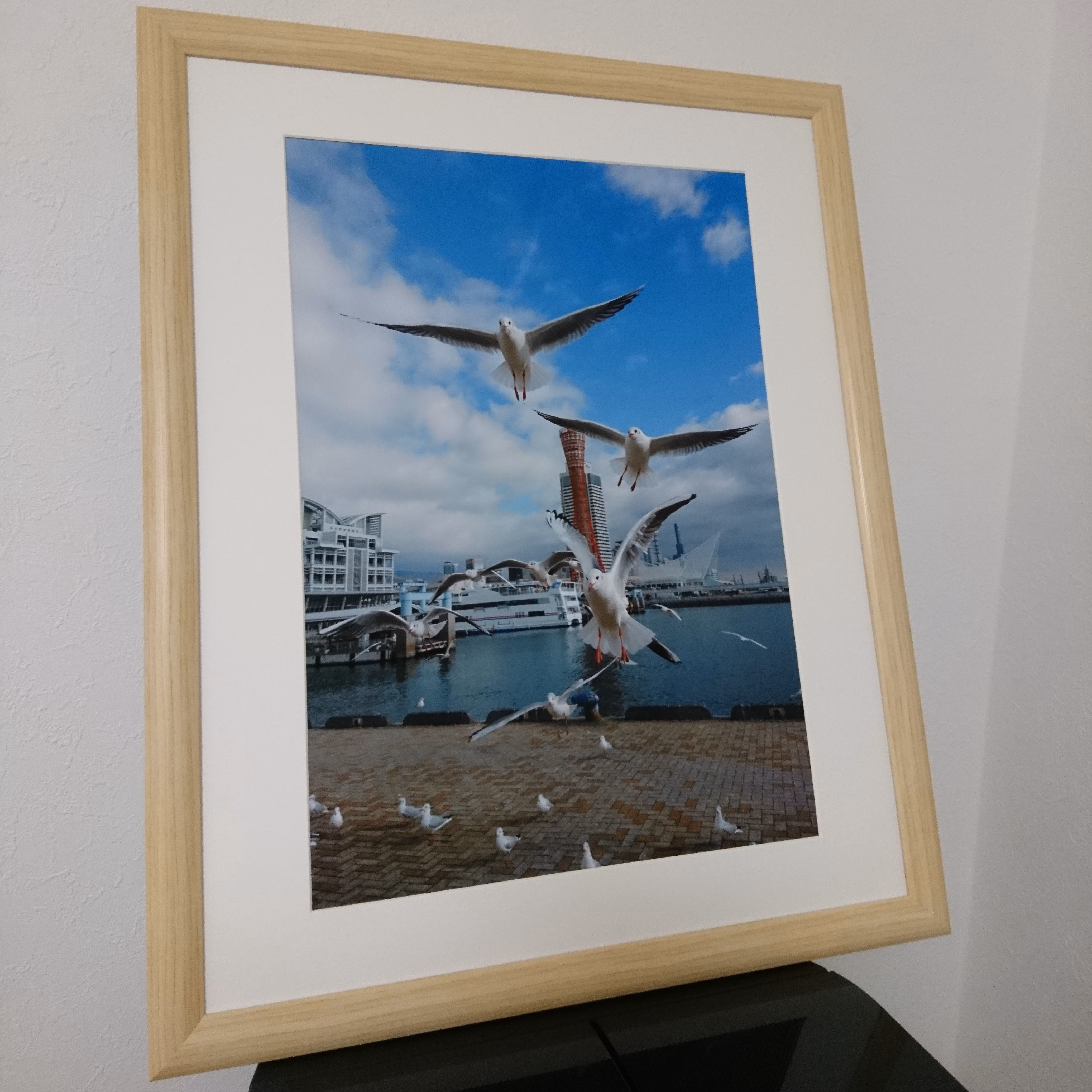 みなと神戸に咲く華 「ユリカモメ」 A3サイズ写真 写真のみ