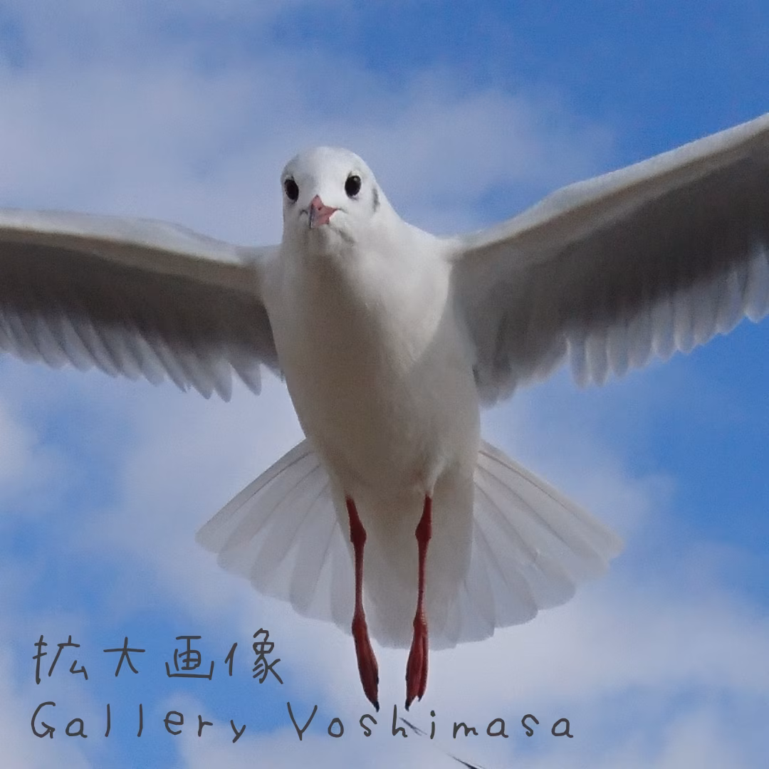 みなと神戸に咲く華 「ユリカモメ」 A3サイズ写真 写真のみ