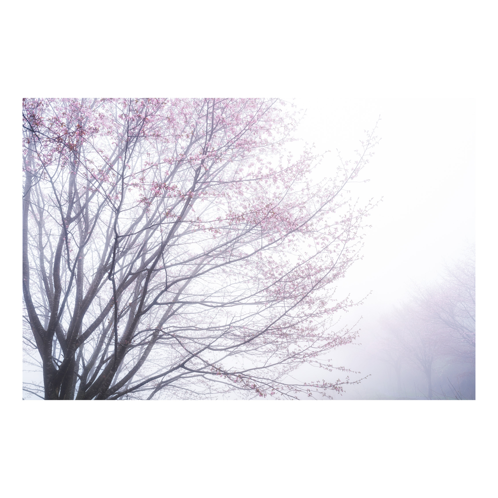 Wearing  Mist