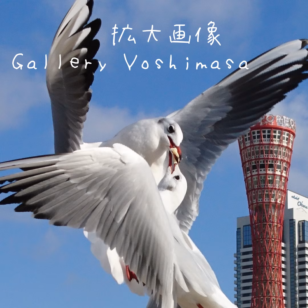 みなと神戸に咲く華 「ユリカモメ」 A3サイズ写真 写真のみ