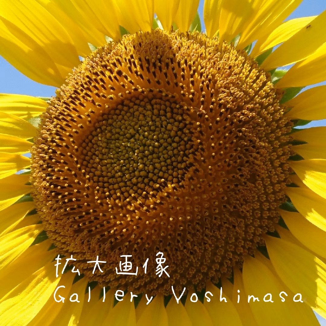 笑顔「ひまわり」A3サイズ光沢写真横 写真のみ 