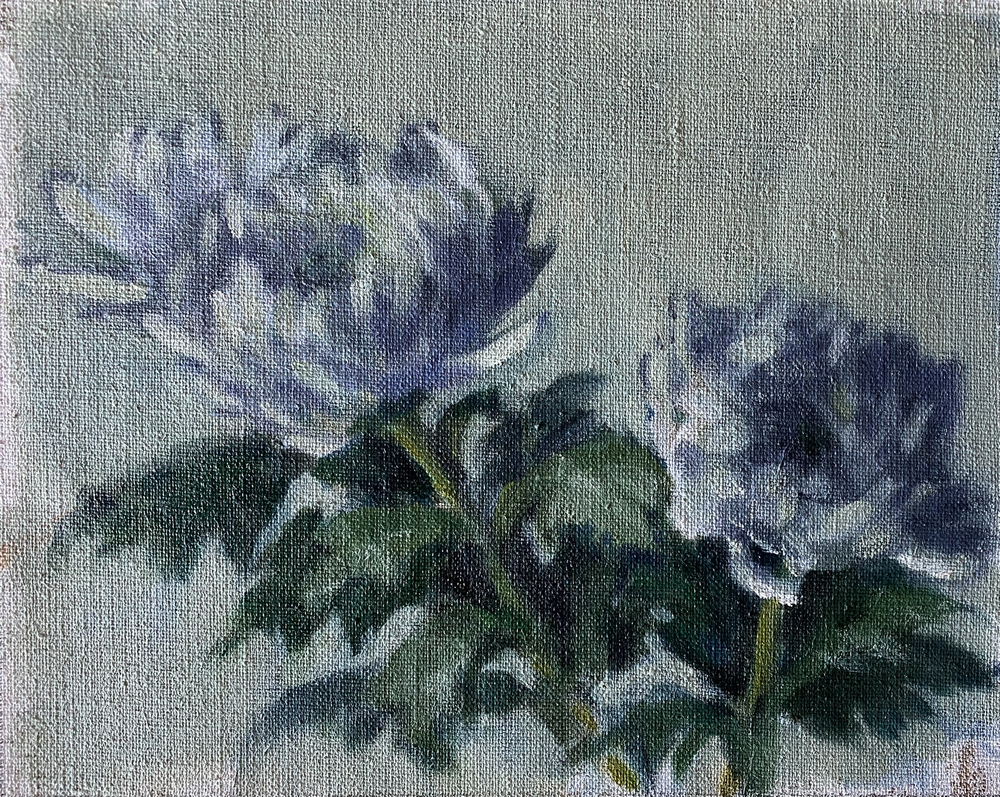 Chrysanthemum