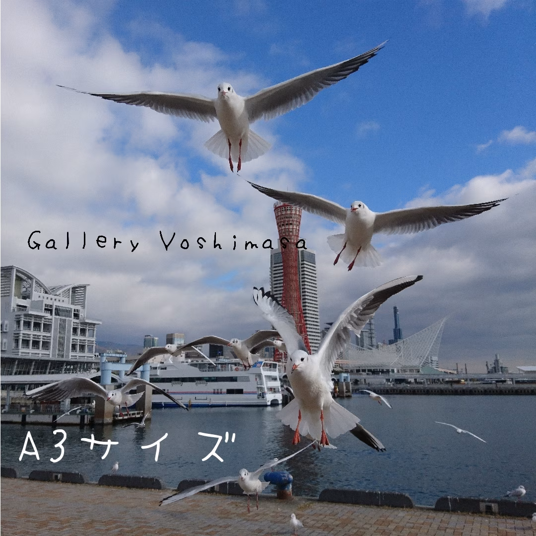 みなと神戸に咲く華 「ユリカモメ」 A3サイズ写真 写真のみ