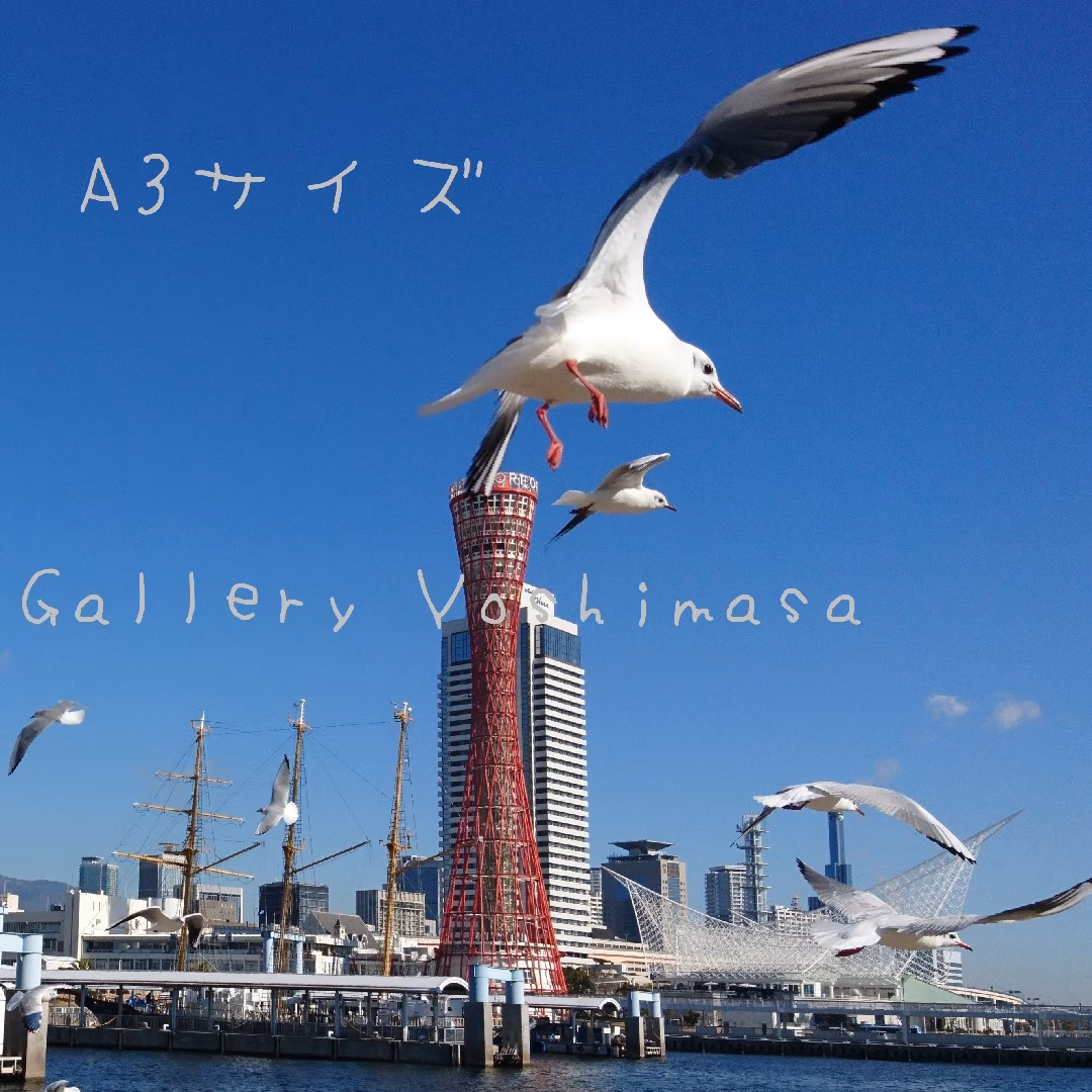 みなと神戸に咲く華 一輪挿し 「ユリカモメ」 A3サイズ写真