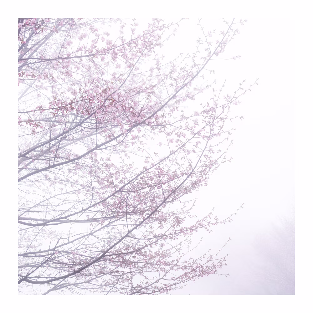 Wearing  Mist